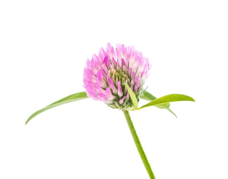 Clover flower isolated on a white background.の写真素材