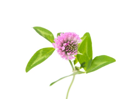 Clover flower isolated on a white background.の写真素材