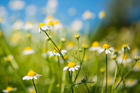 Medical daisy growing in the meadowの写真素材