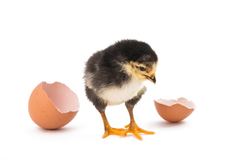 Little newborn baby chicken isolated on whiteの写真素材