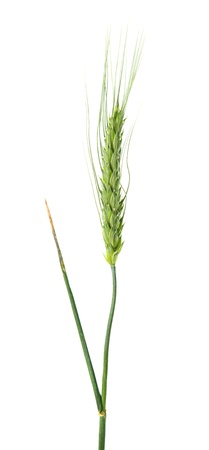 green ears of wheat isolated on white backgroundの写真素材