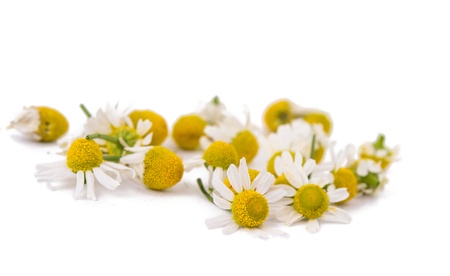 Medical Chamomile isolated on white backgroundの写真素材
