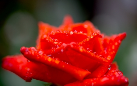orange rose with rain drops on a bedの写真素材