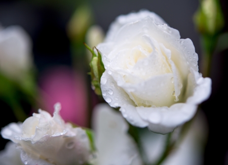rose with rain drops on a bedの写真素材