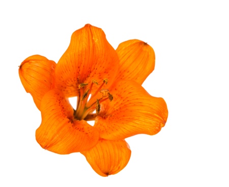 orange lily isolated on white backgroundの写真素材
