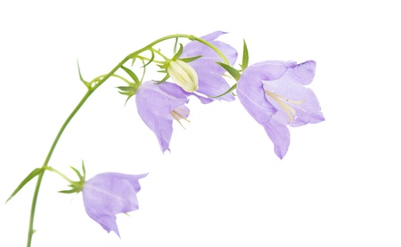 bell isolated on white backgroundの写真素材