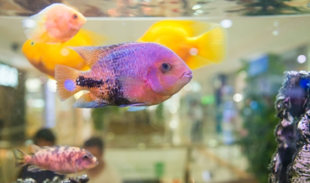fish swimming in an aquariumの写真素材