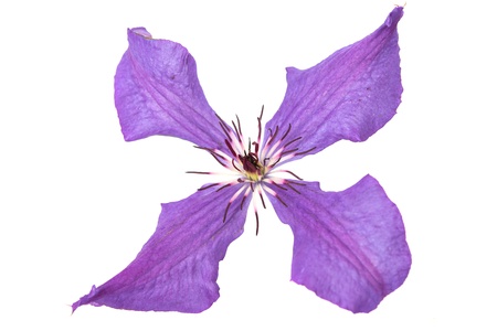 purple clematis flower isolated on whiteの写真素材