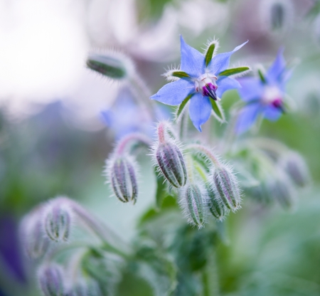 Blue borage, star flower in the gardenの写真素材