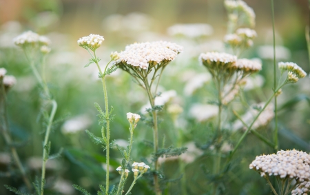 milfoil growing in the meadowの写真素材