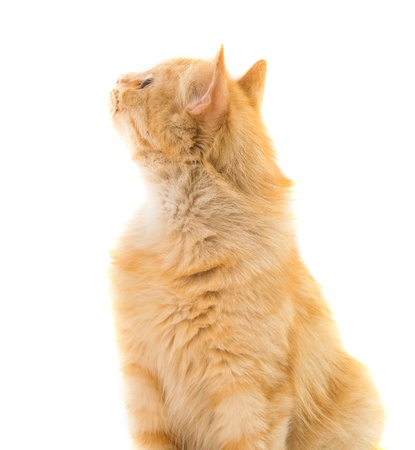 cat isolated on white backgroundの写真素材