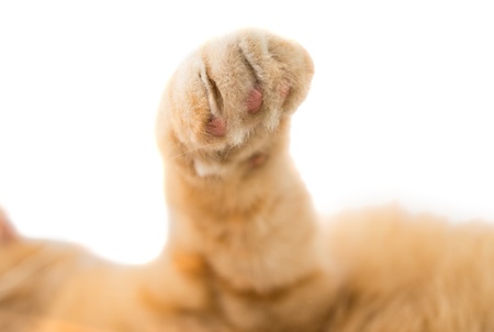 cat paw isolated on white backgroundの写真素材
