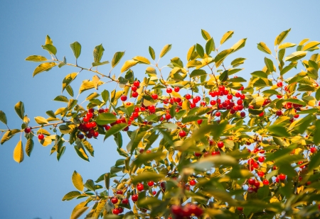 cherry branch with berries on a background of blue skyの写真素材