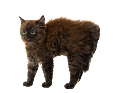 black kitten on a white background