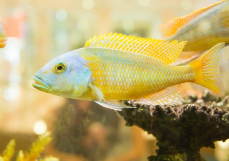 fish in an aquariumの写真素材