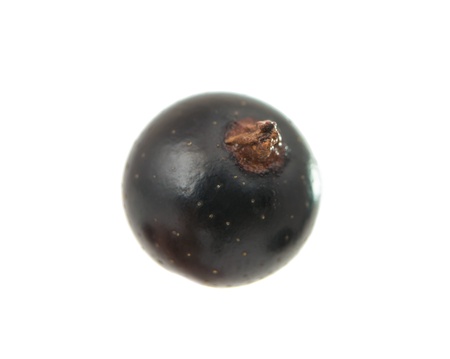black currant on a white backgroundの写真素材