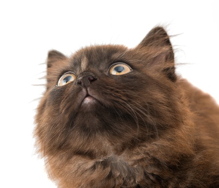 black kitten on a white backgroundの写真素材