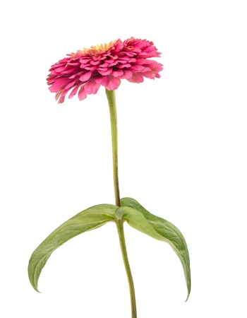 Isolated Zinnia Flower on white backgroundの写真素材