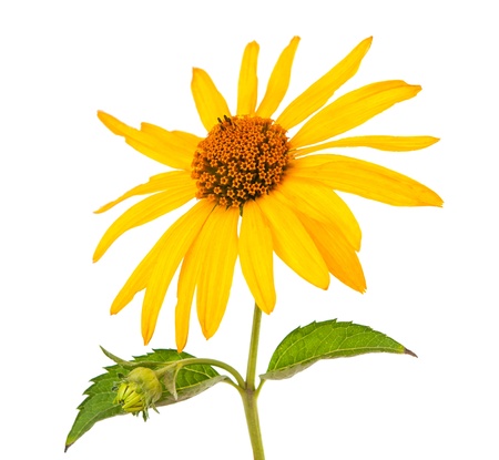 yellow flower isolated on white backgroundの写真素材