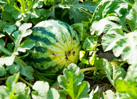 Fresh green Watermelon in a vegetable gardenの写真素材