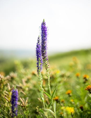 wild flowers growing on the meadowの写真素材