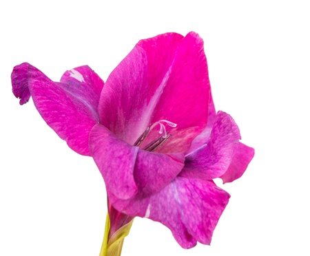 Studio Shot of Indigo and Violet Colored Gladiolus Isolated on White Background. Large Depth of Field (DOF). Macro.の写真素材