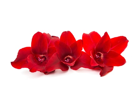 gladiolus flowers isolated on white backgroundの写真素材