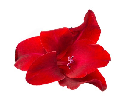 gladiolus flowers isolated on white backgroundの写真素材