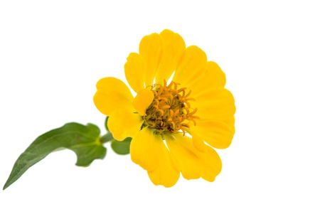 Yellow zinnia isolated on white backgroundの写真素材