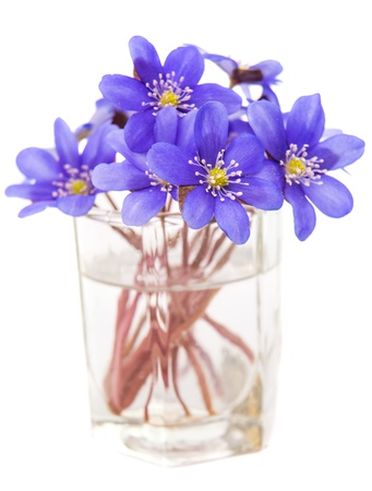 Hepatica nobilis on a white backgroundの写真素材