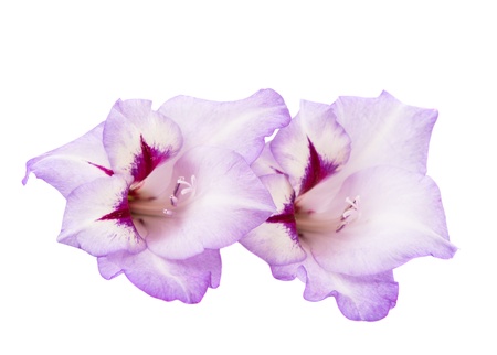 gladiolus flowers isolated on white backgroundの写真素材
