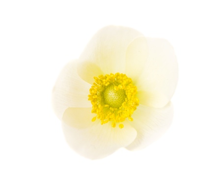 white flower anemone Dubravnaya isolated on white backgroundの写真素材