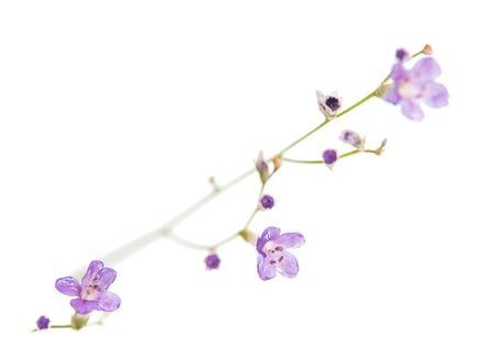small purple flowers on a white backgroundの写真素材