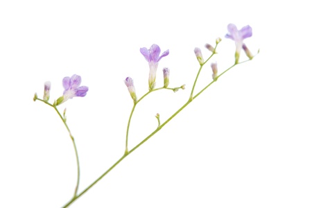 small purple flowers on a white backgroundの写真素材