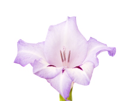 gladiolus flowers isolated on white backgroundの写真素材