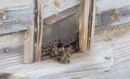 hive with bees in the apiary
