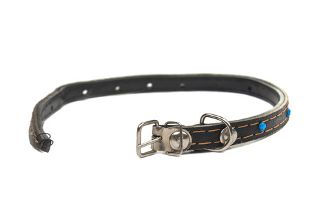 cat collar isolated on white background