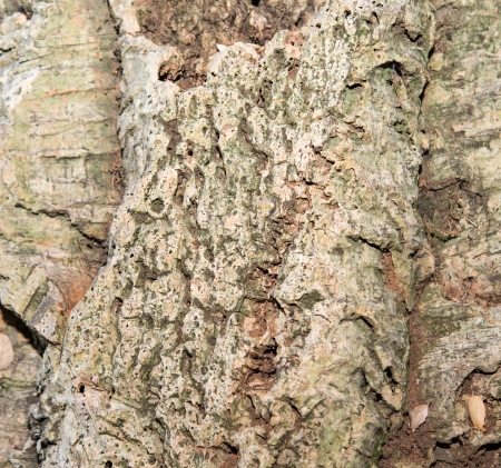 closeup of dark wood in square composition