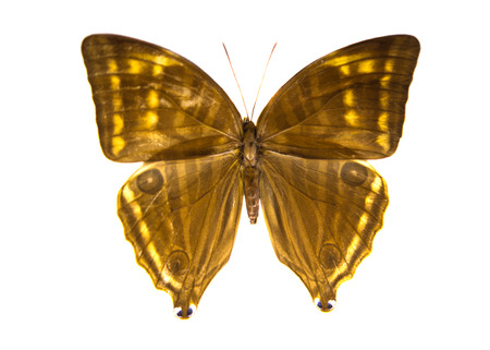 Beautiful Butterfly isolated on white backgroundの写真素材