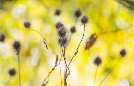 dry thorn in the autumn 