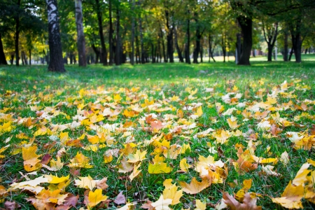 autumn leaves on green grassの写真素材
