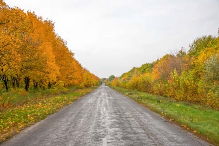 road in a autumn forestの写真素材