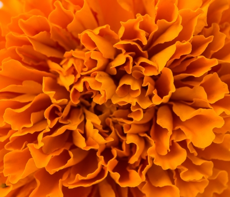 background of beautiful marigold close upの写真素材
