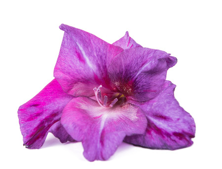 gladiolus flower isolated on white backgroundの写真素材