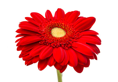 beautiful gerbera flower, close upの写真素材