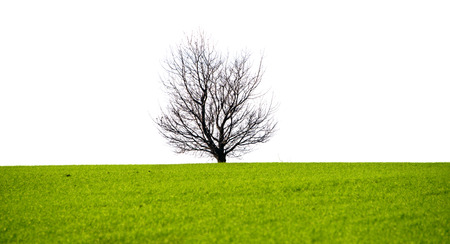 isolated lone tree in a green fieldの写真素材