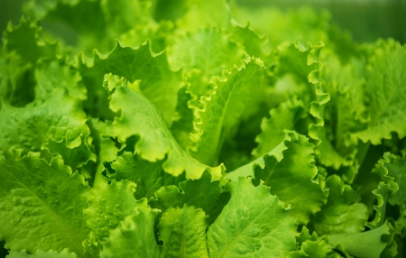green leaf lettuce growing in the gardenの写真素材