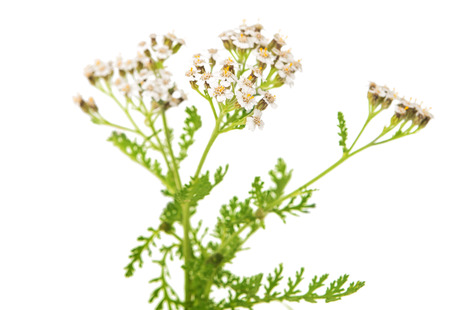 Achillea millefolium flower isolated on white の写真素材