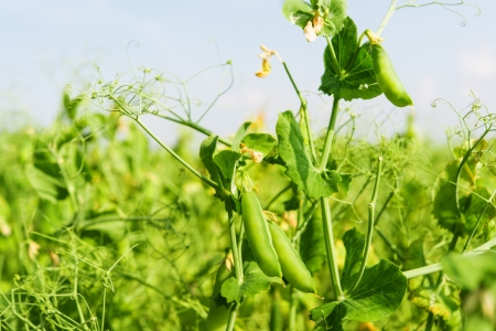 Peas growing in a fieldの写真素材