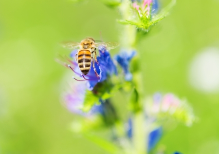 bee collects nectar from a flower meadow